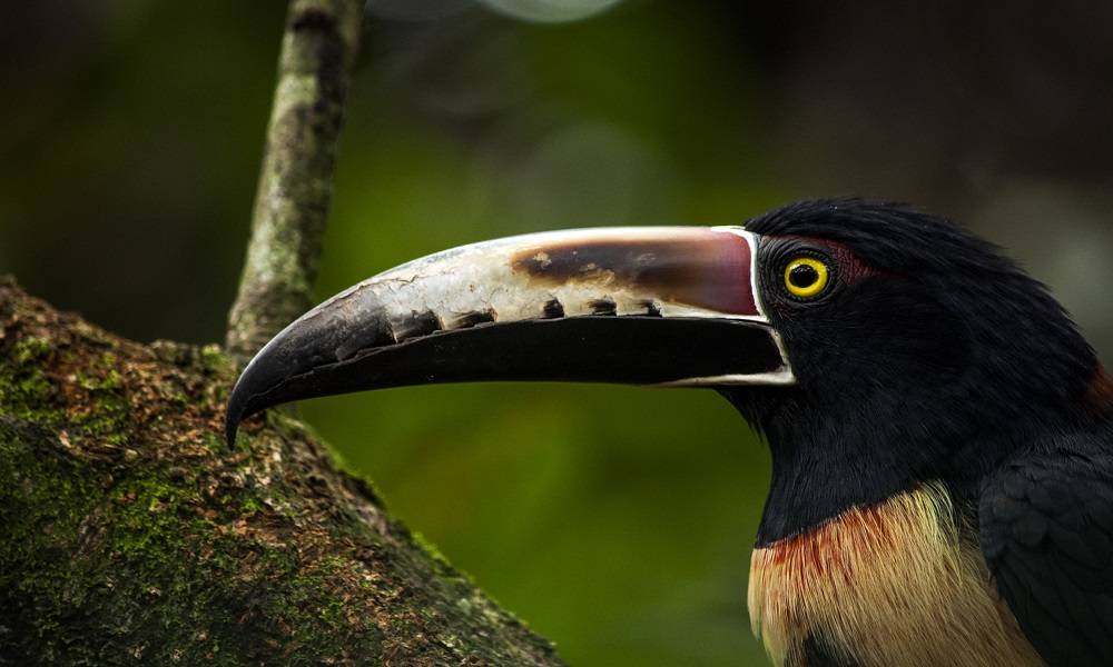 Collared Aracari - Commonly observed in Arenal