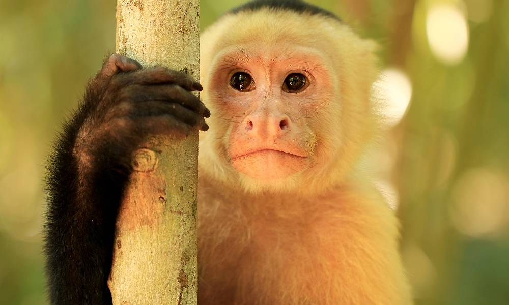 Capuchin Monkey in Monteverde