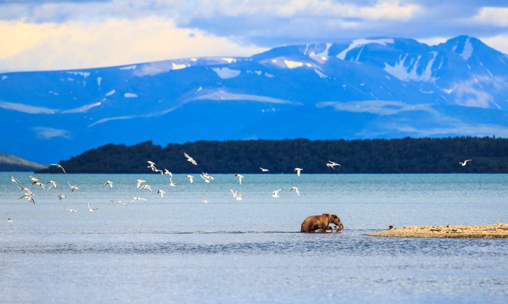 Bear successful  Alaska