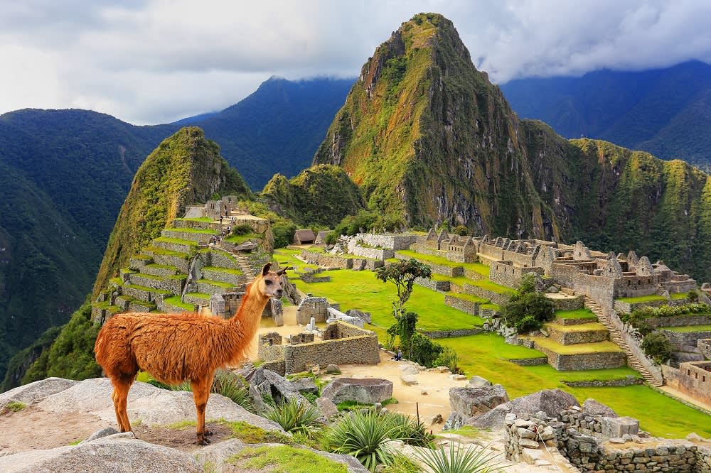 Llama standing at Machu Picchu overlook in Peru South America