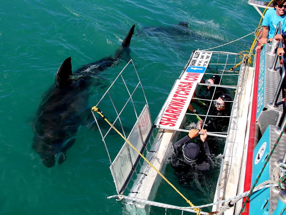 Enchanting Travels - South Afria Tours - Overberg - Birkenhead House - Shark diving 2