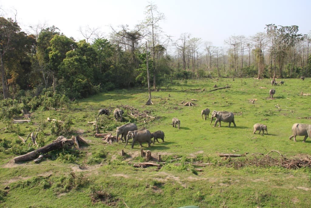 Elefantenherde vor einem Wald
