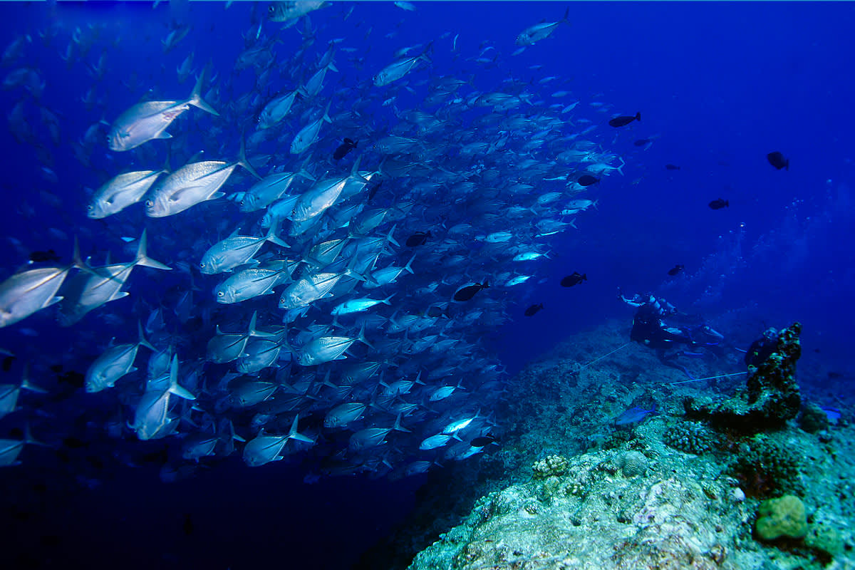 Unterwasserwelt auf Raja Ampat in Indonesien 