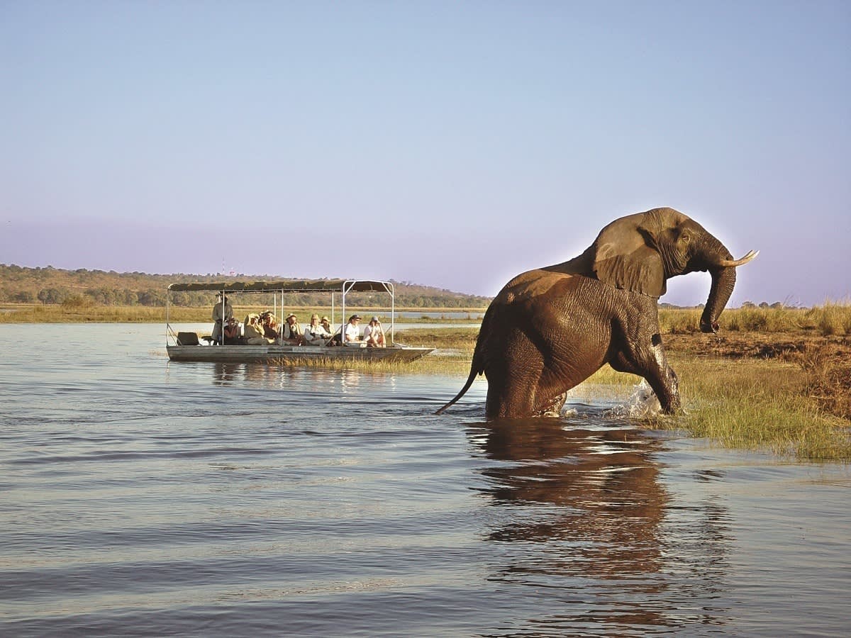 Badender Elefant im Chobe Nationalpark