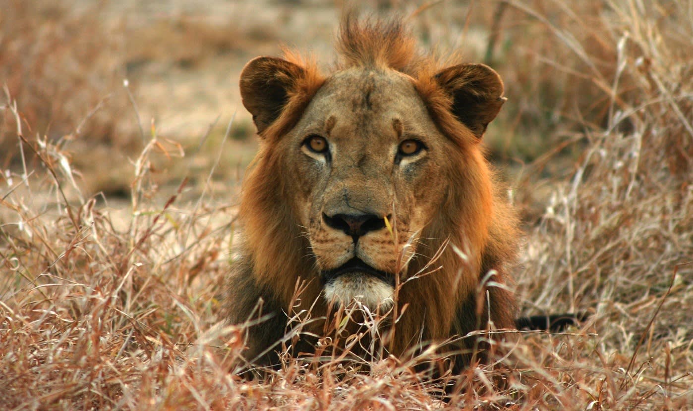 Löwe, Safari