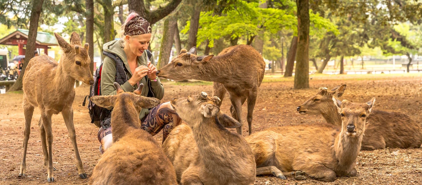 Smiling tourist woman surrounded by hungry deer in Nara town of Japan. Female traveler feeding wild animals on the grass park of Nara.Tourism in Japan concept.Unesco Heritage