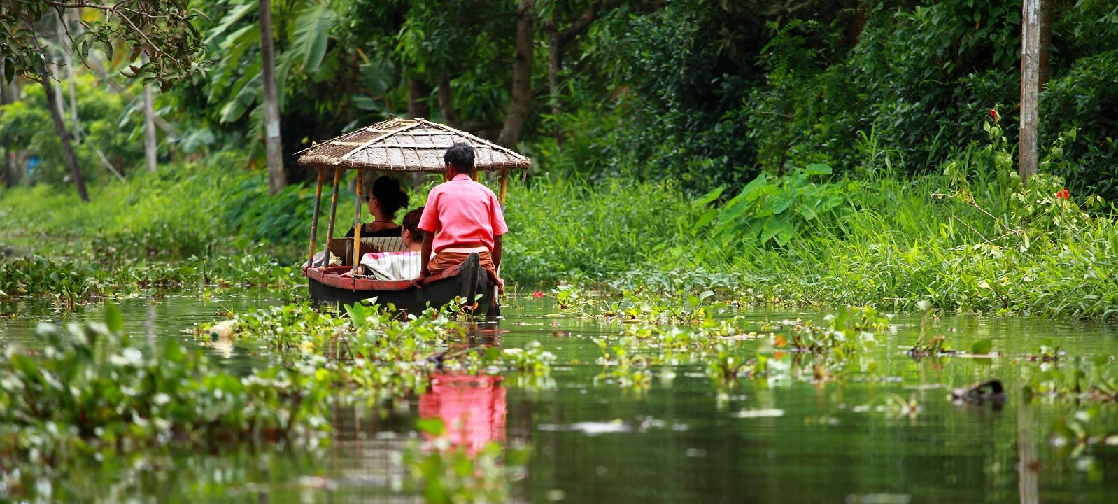 Palm tree tropical forest in backwater of Kochin, Kerala, India