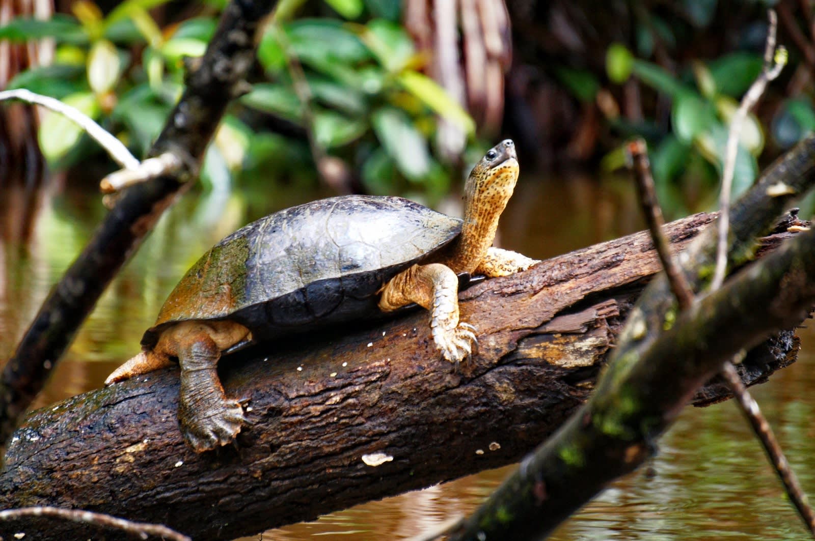 Turtle watching in Costa Rica