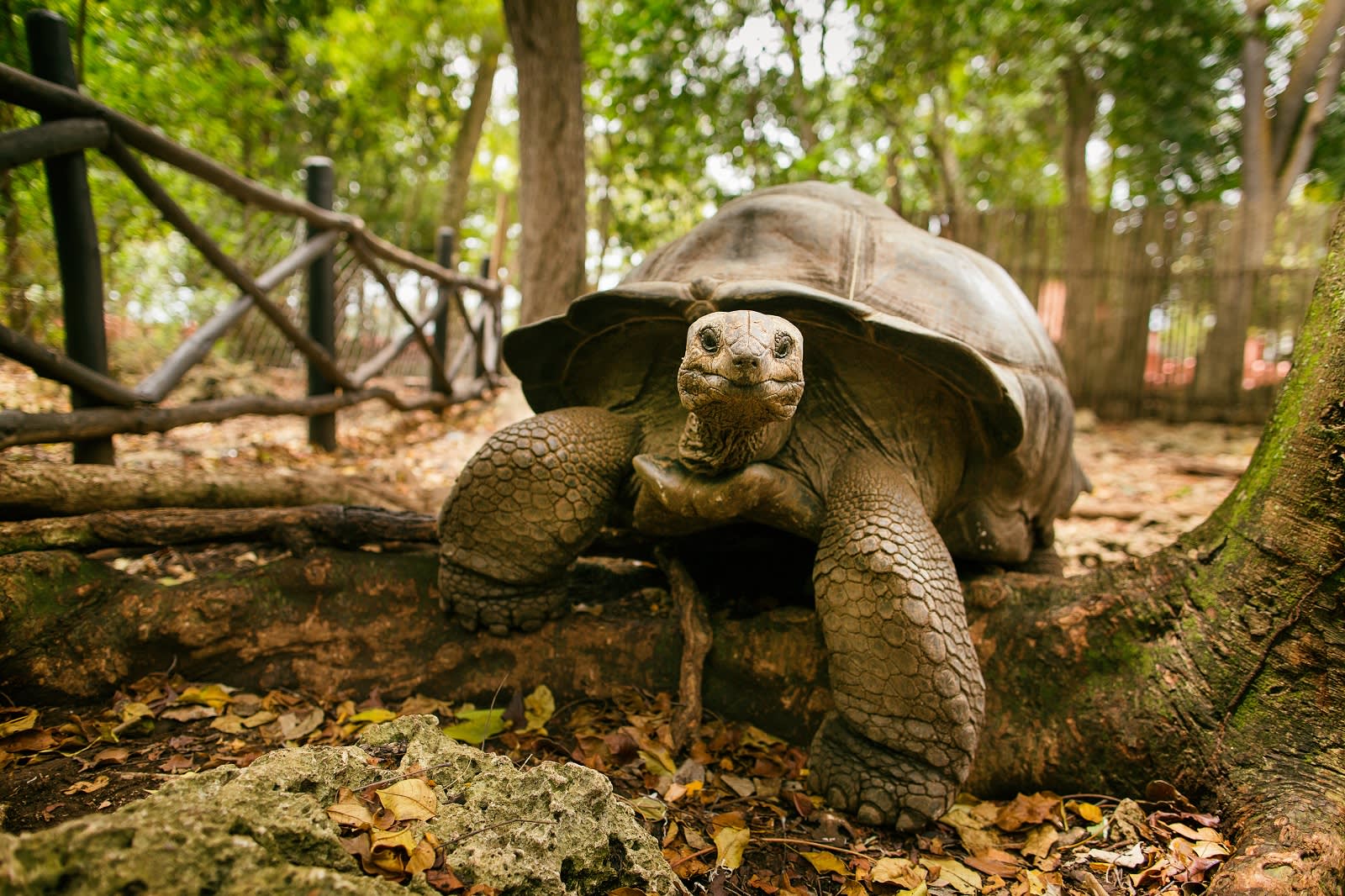 An Aldabra giant tortoise looks out from its shell on Prison Island off Zanzibar.
