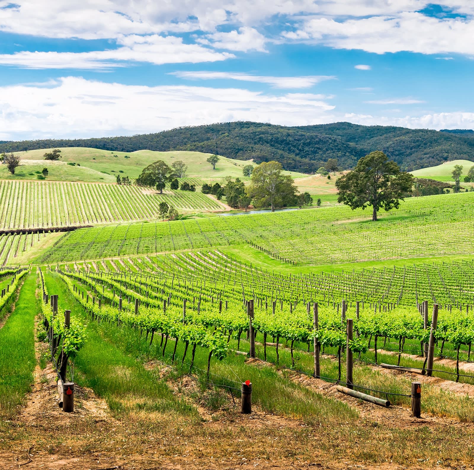 Cosas que hacer en Australia - Valle de Barossa