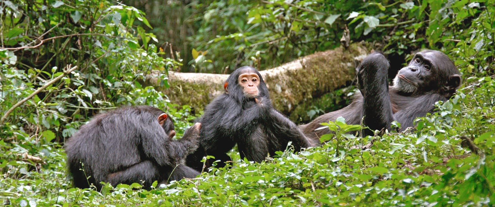 Gruppe von Schimpansen im Wald