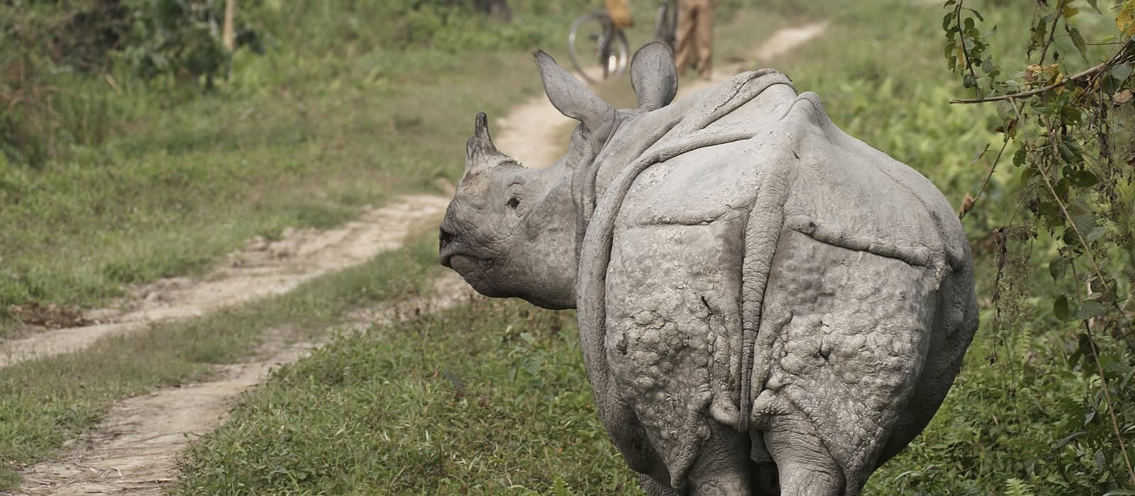 Nashorn im Kaziringa Nationalpark