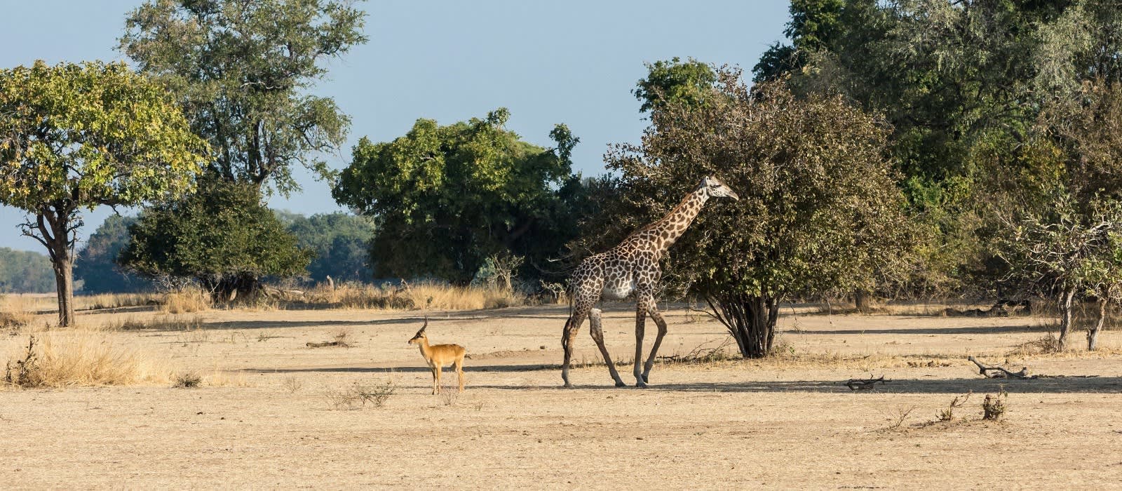 Auf Safari Durch Sambia Weite Landschaften Wilde Tierwelt