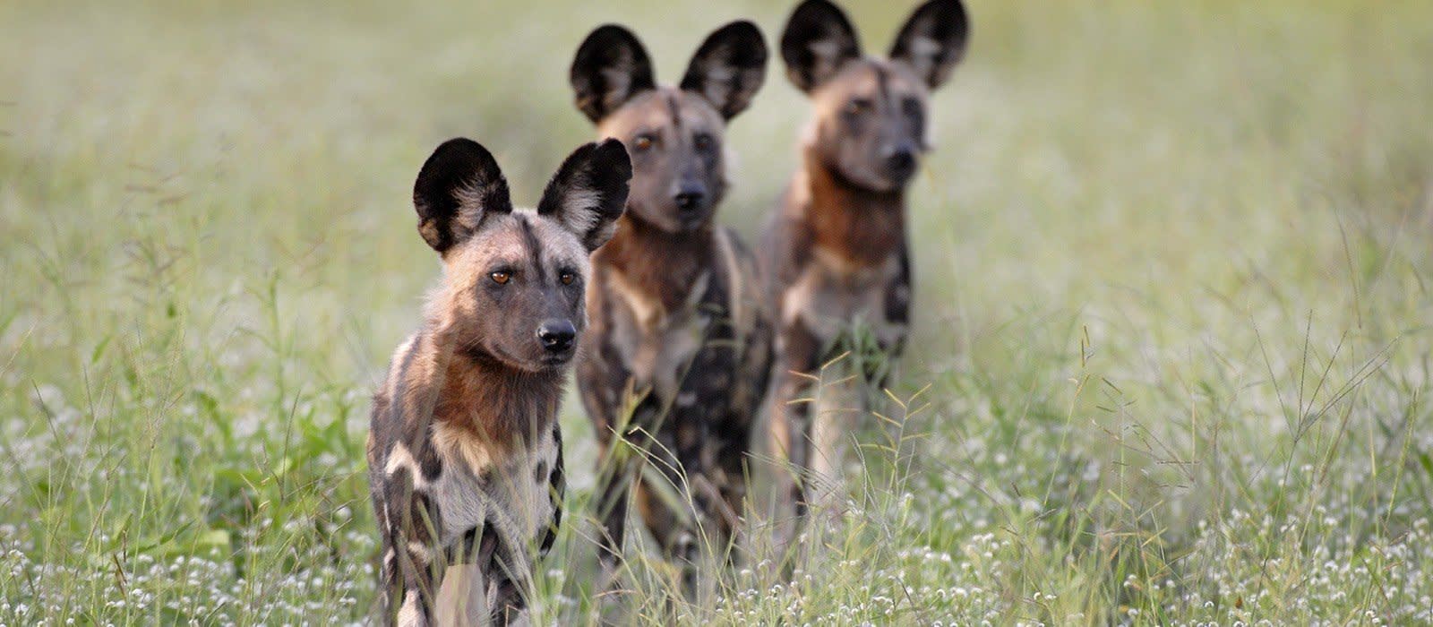 Wildhunde im Kafue Nationalpark