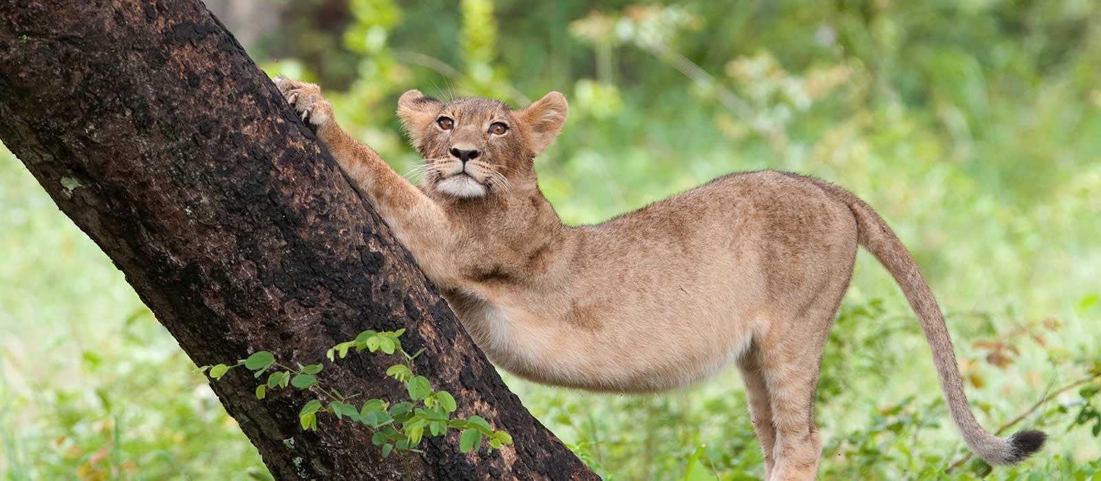 Löwe in Simbabwe