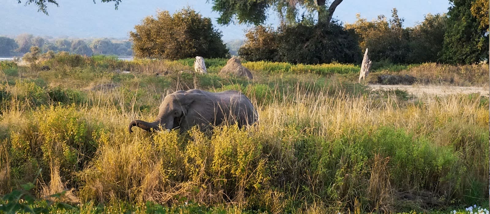 Elefant im Mana Pools Nationalpark