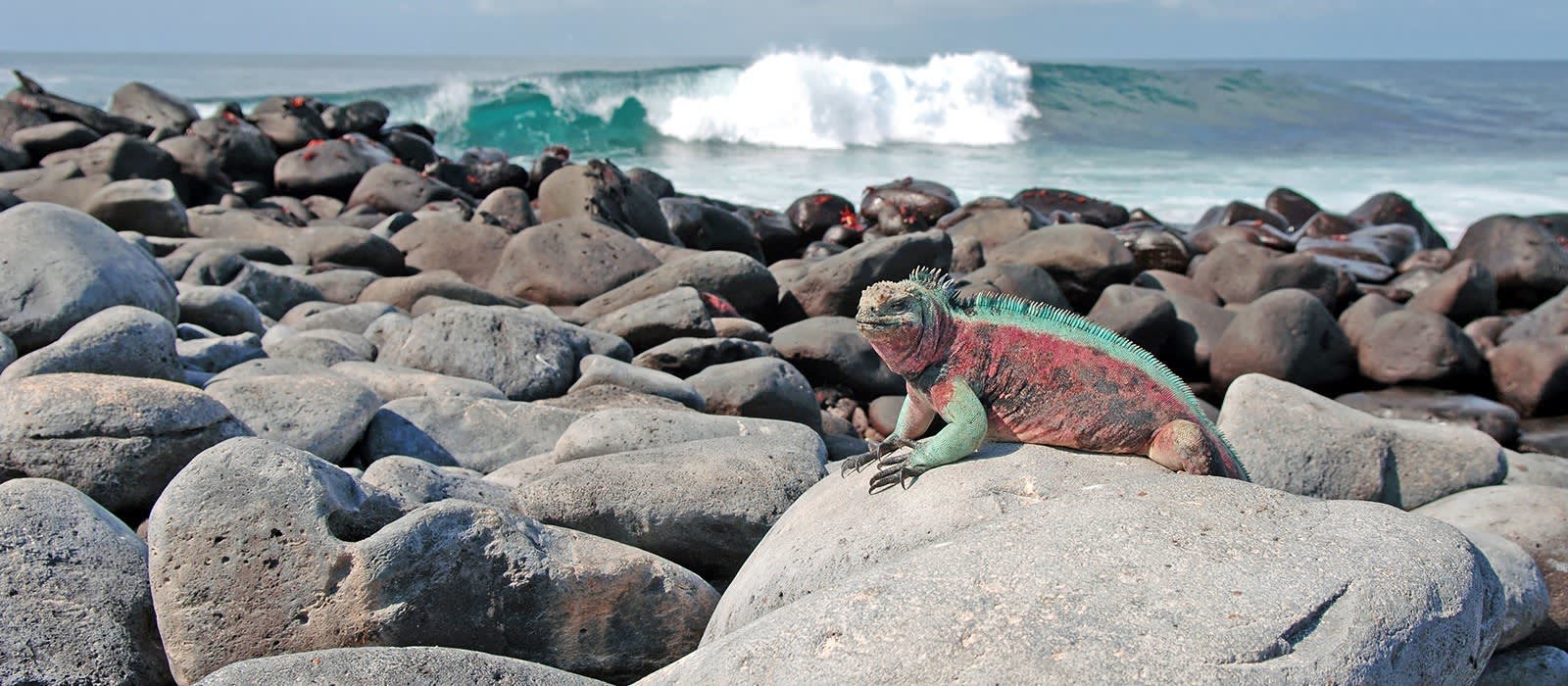 Galapagos Naturreise: Iguana