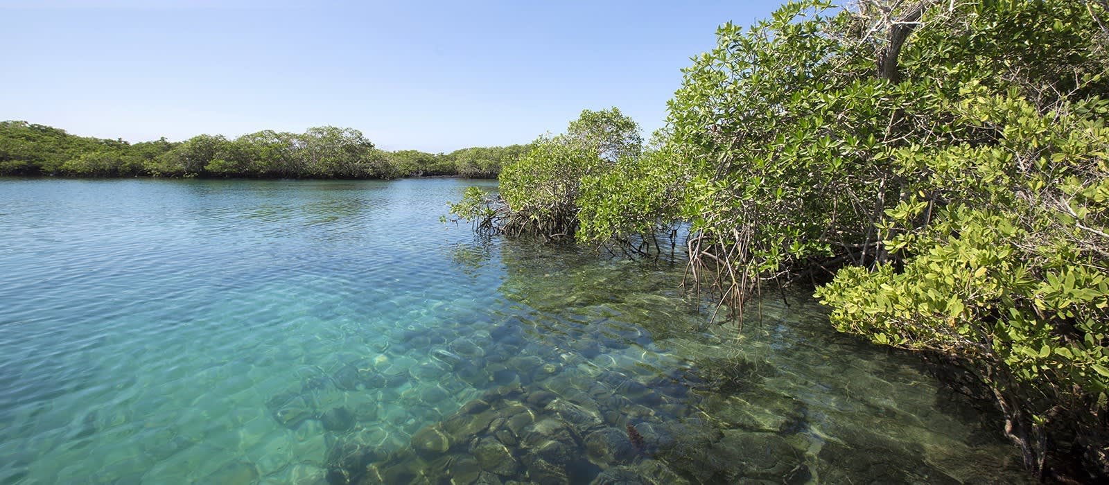 Mangrovenbäume auf der Isla Isabela