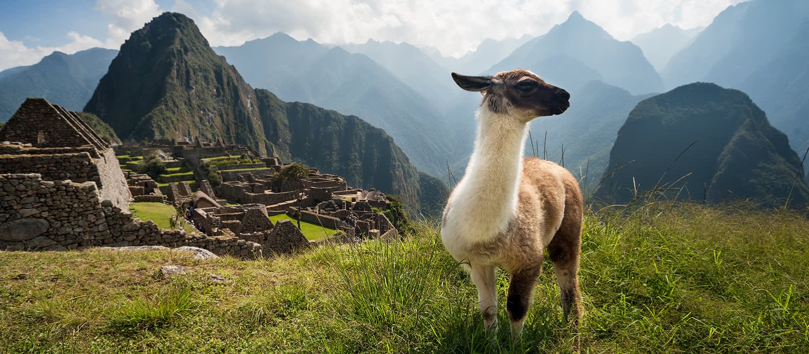 Alpaca vor dem Machu Picchu