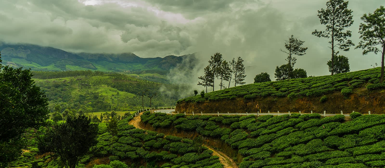 Munnar Tee-Plantage während des Monsuns im indischen Kerala