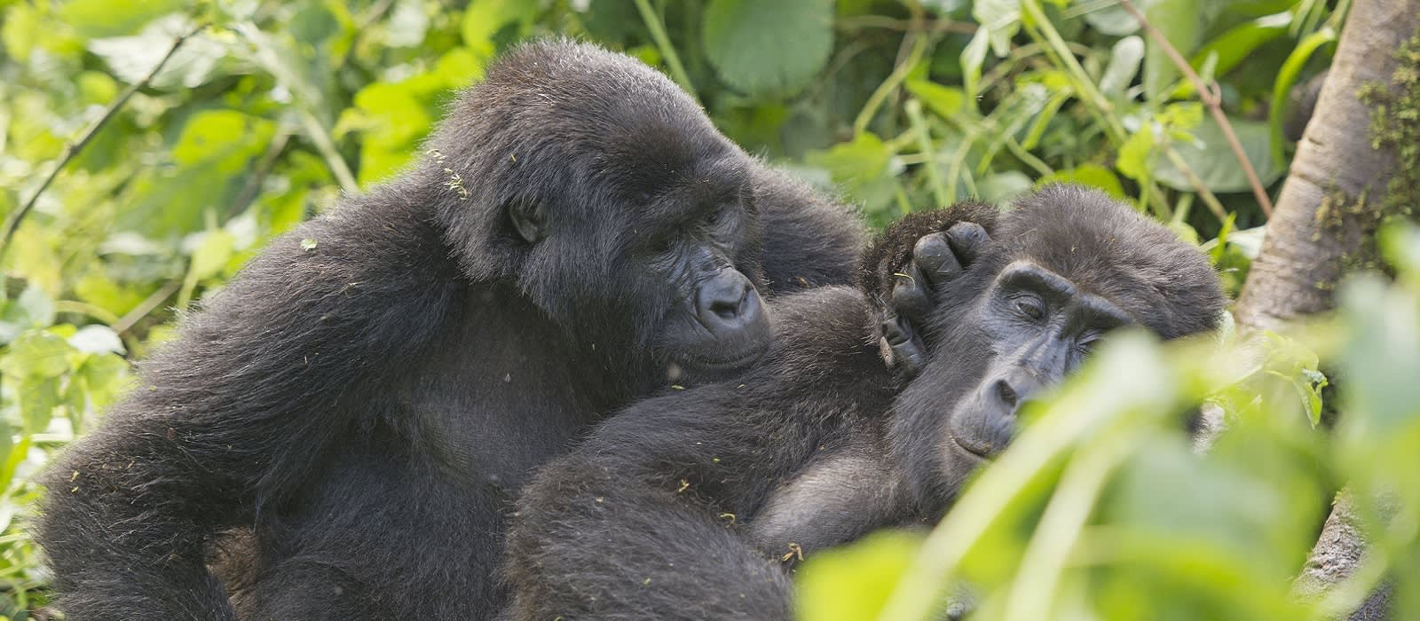 Best Time to Visit Uganda