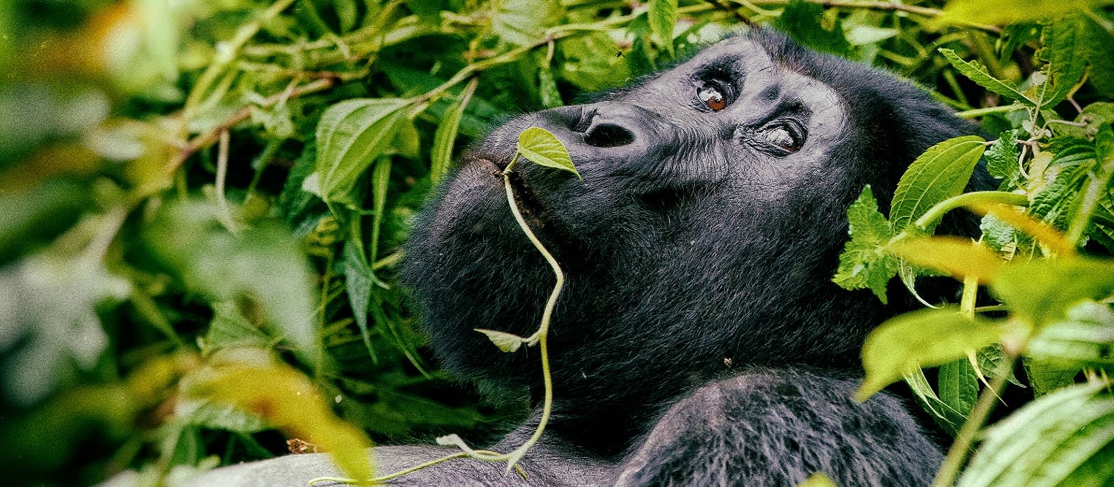 Uganda Gorillas