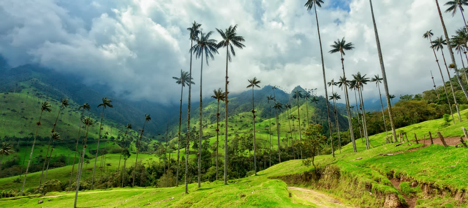 Cocora valley in the Coffee Region of Colombia