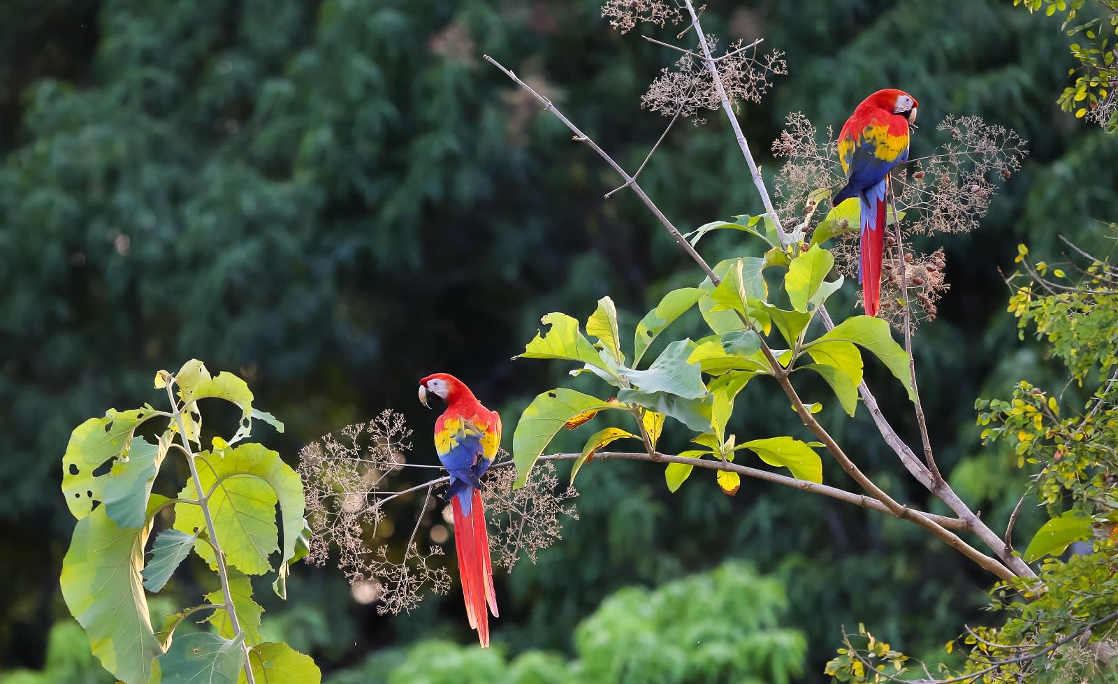 Costa Rica Sehenswürdigkeiten & Highlights | Enchanting Travels