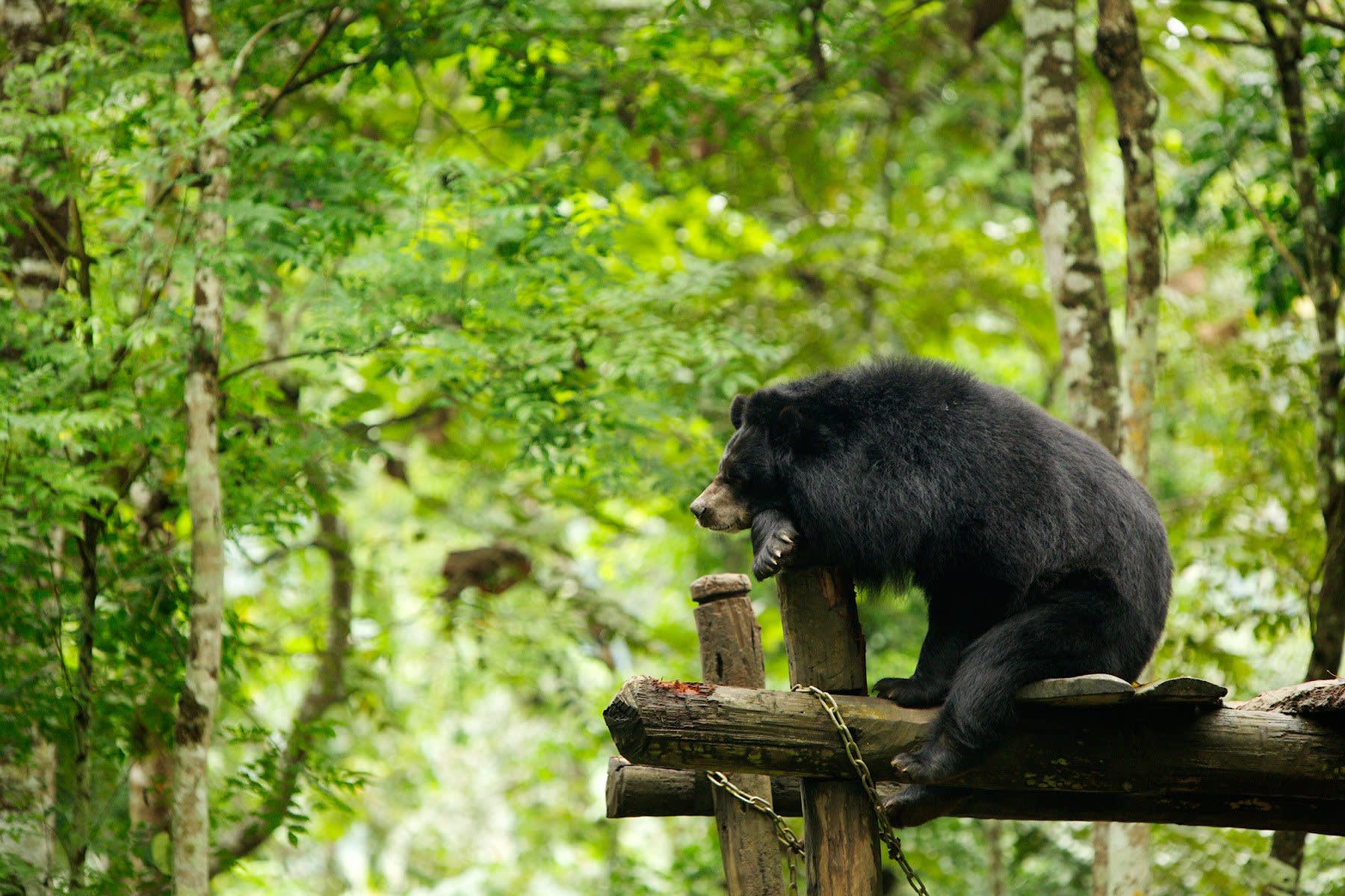 Bär im Xe Pian Nationalpark