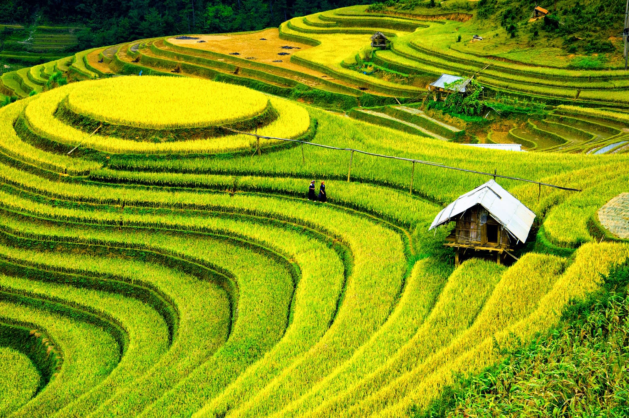 Reisterrassen von Mu Cang Chai in Vietnam