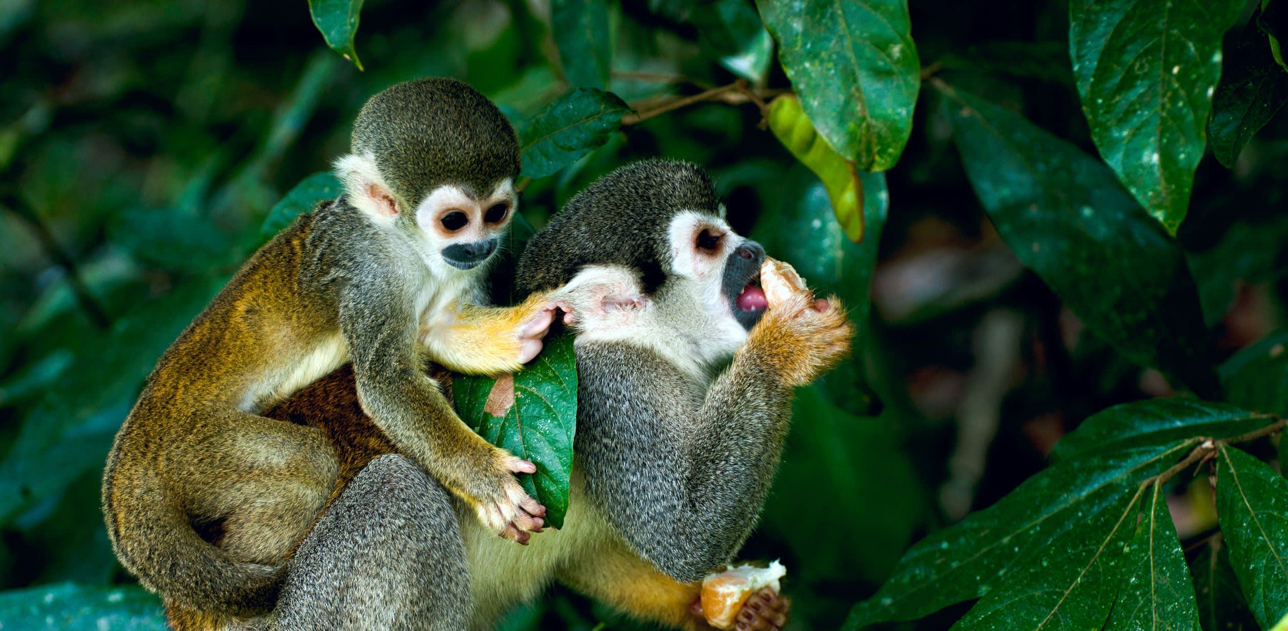 Affen im brasilianischen Amazonas