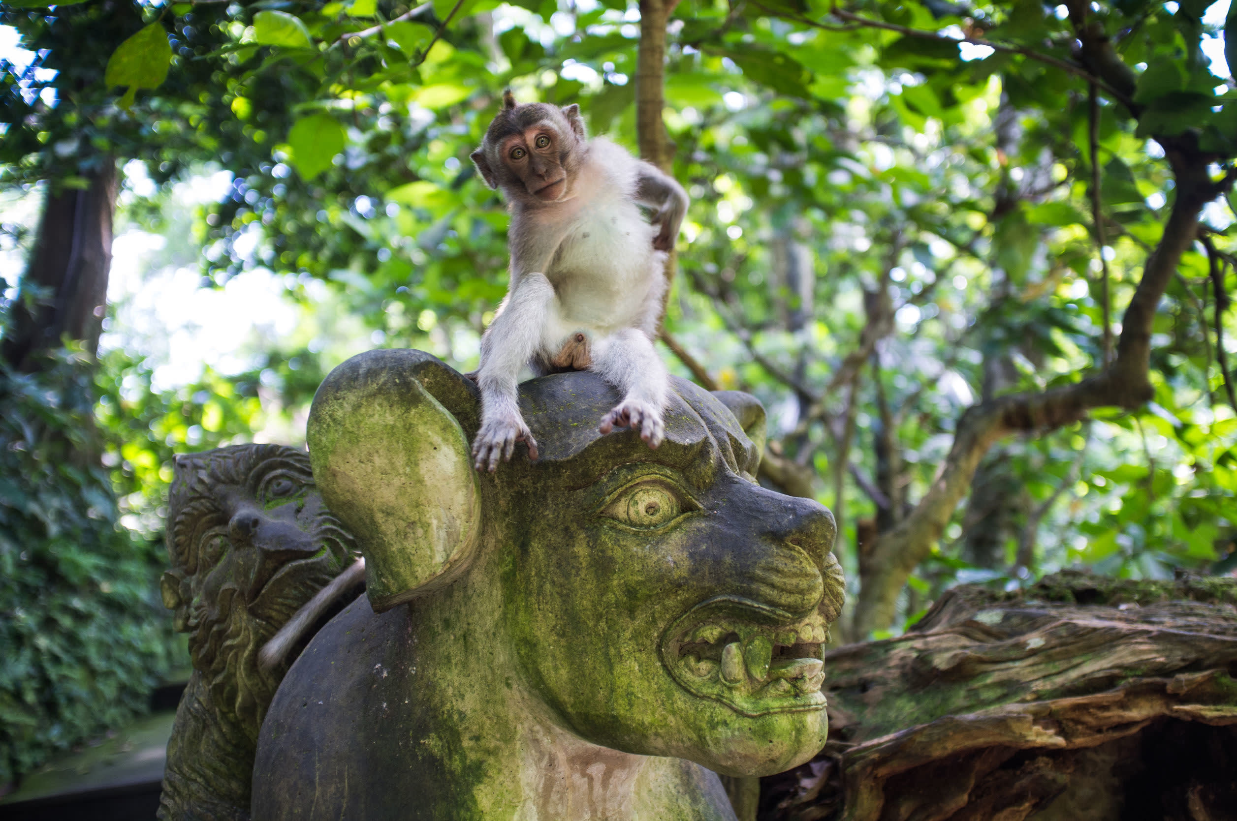 Moneky forest, Ubud, Badi, Indonesia