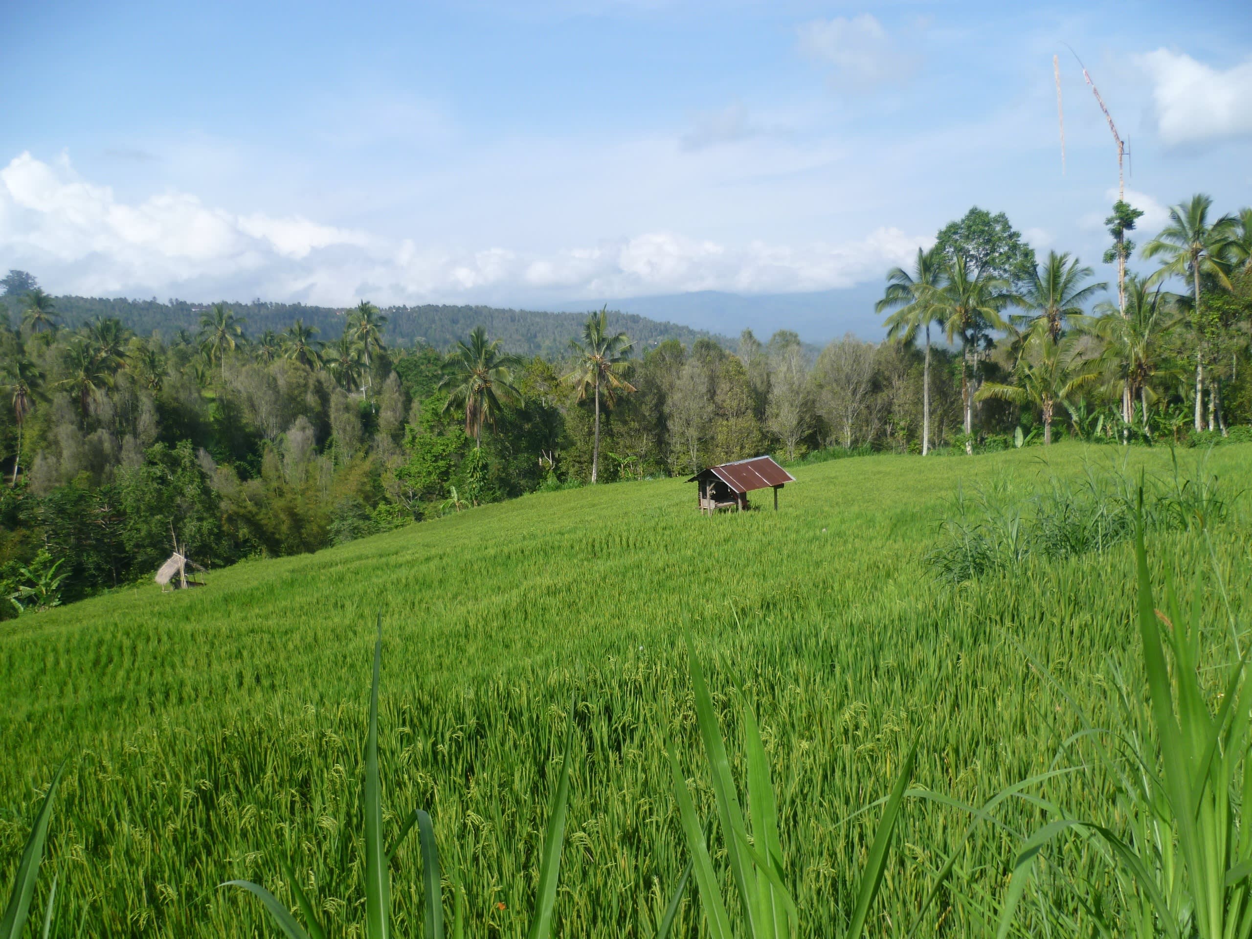 Plantagen in Munduk, Indonesien