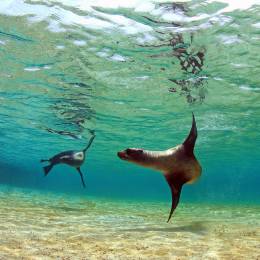 Sea lion swimming underwater in tidal lagoon in the Galapagos Islands