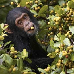Travel to Uganda