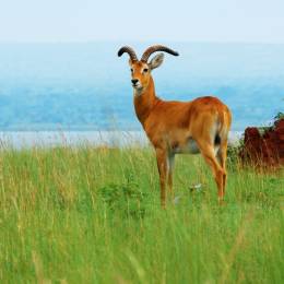 Tierwelt im Lake Albert