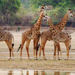 Enchanting Travels Zambia Tours Luambe Tower of Thornicroft Giraffe standing on the Luangwa Riverbed,