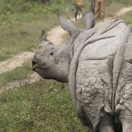 Rhino Kaziranga National Park