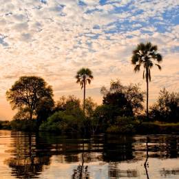 Sonnenuntergang - Palmen in der Lower Zambezi