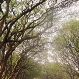Baumgesäumte Allee in der Hauptstadt Lilongwe