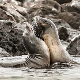Seelöwen beim Spielen (Galapagos)