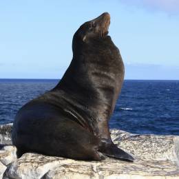 Things to do in South America