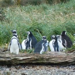 Magellanic penguins in natural environment on Magdalena island in Patagonia, Chile, South America
