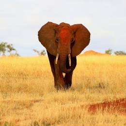 Elefant im Tsavo East Nationalpark