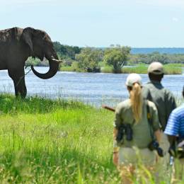 Best Time for a Wildlife Safari in Africa - Best time to visit Zimbabwe