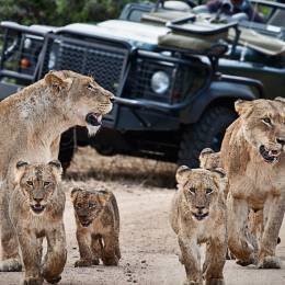 Enchanting-Travels-Africa-South-Africa-Kruger-South-Londolozi-Founders-Camp-5