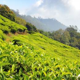 Enchanting Travels India Tours Darjeeling Tea Gardens