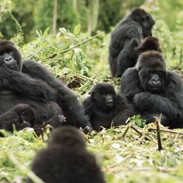 Enchanting Travels Rwanda Tours Gorilles à l'état sauvage - Guide de Voyage Rwanda