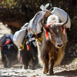 Asia Tours Yaks carrying weight in Nepal Asia