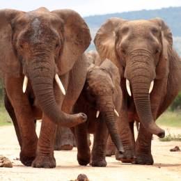 Enchanting Travels Addo elephant national park,eastern cape,south Africa